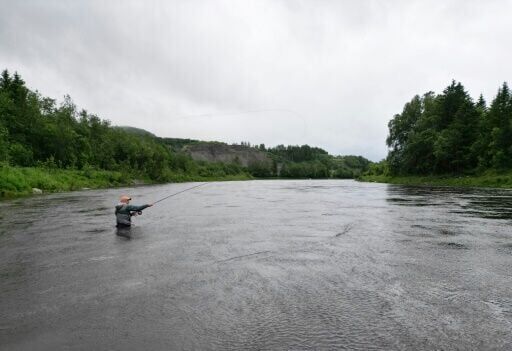 The long slow death of Norway's wild salmon
