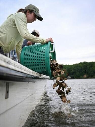 US oyster gardeners rebuild nature's own water-cleaning system