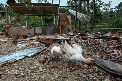 Geese walk amidst the rubble after a bomb was dropped by the Ecuadoran army near the Colombian border