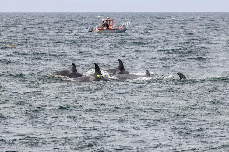 Killer whales team up with dolphins to hunt salmon, reveals new research