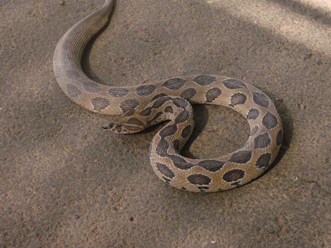 Venom of one of world’s deadliest snakes stronger in dry weather