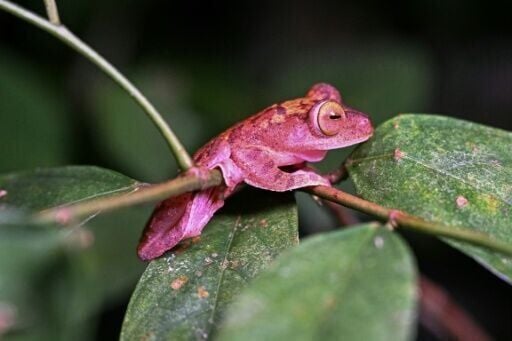 'Frogging' takes off in Borneo's jungle
