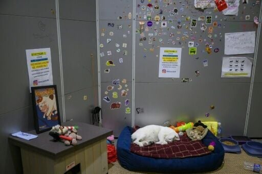 'Here people and cats live side by side, as equals,' according to Istanbul residents