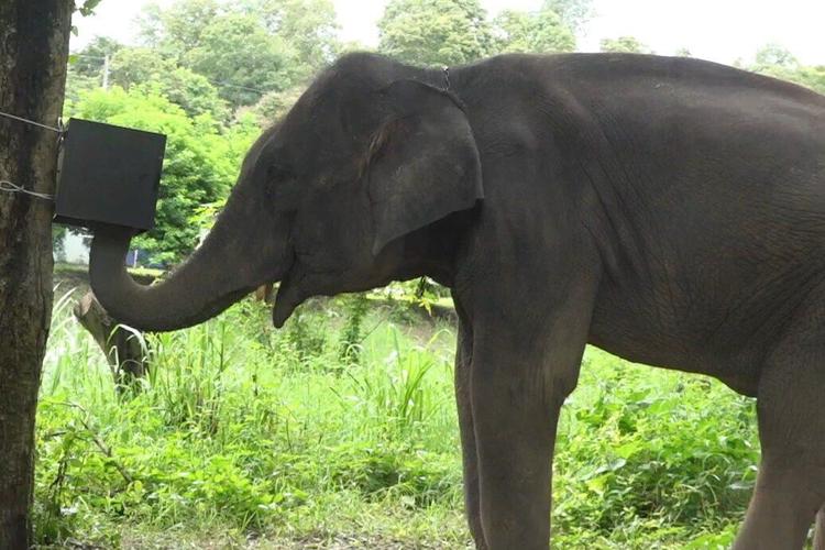 Elephants can think before they act and resist impulsive behaviour, reveals study