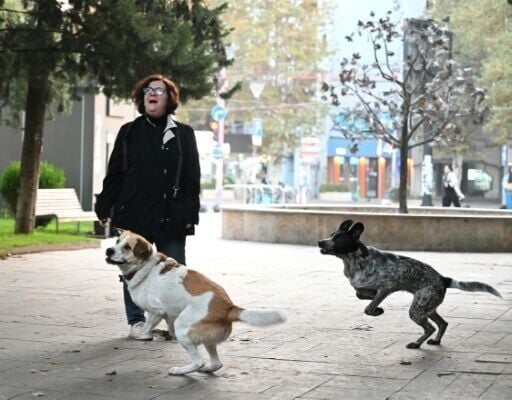 Volunteers play a big role in caring for the dogs