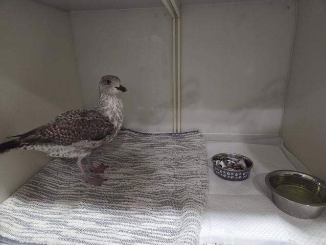 Brave woman hailed a hero after saving injured seagull from drowning