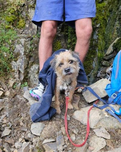 Dog rescued after three weeks lost on Lake District mountain