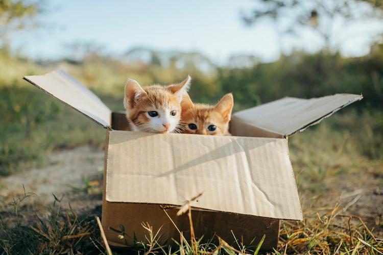 pexels-ian-panelo-16278333