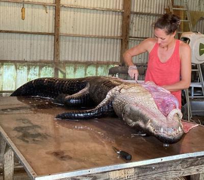 Toddler mom turned taxidermist takes bite out of unique alligator skinning business