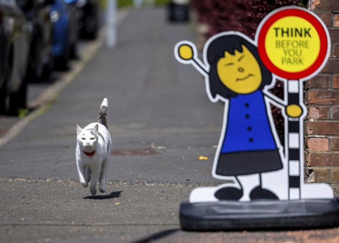Cat follows ten-year-old owner to school and back every day
