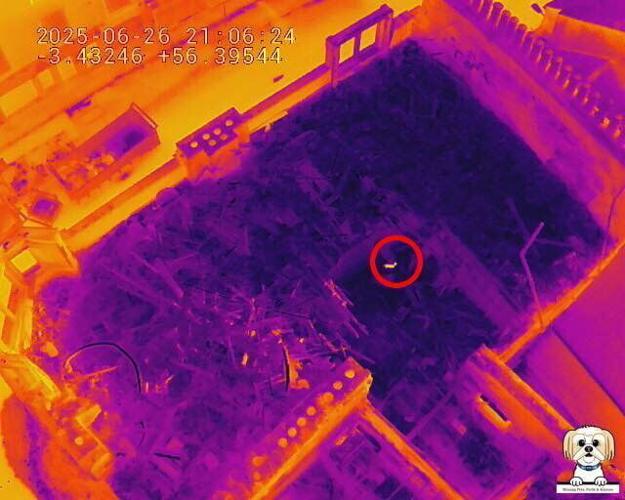 “Miracle dog” feared dead rescued two weeks after tenement fire