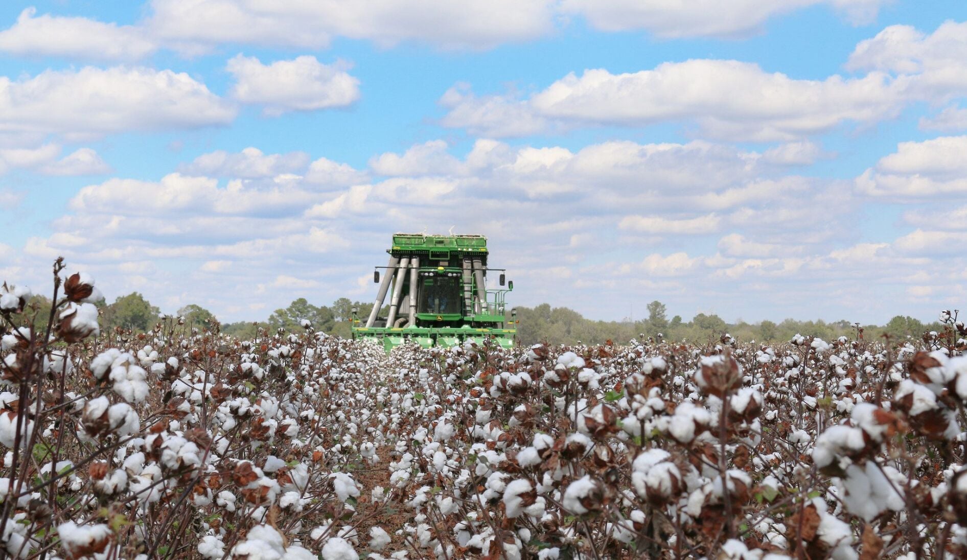 Tractor in cotton field from ACES