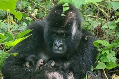 Mafuko, an endangered mountain gorilla, holds the twins she gave birth to in the Virunga National Park, eastern Democratic Republic of Congo