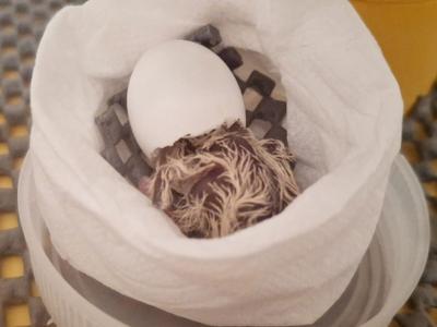 Zoo experts help hatch three of world’s rarest birds