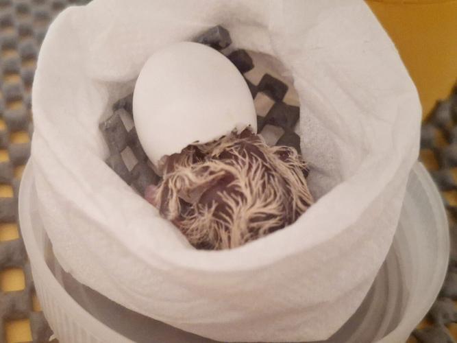 Zoo experts help hatch three of world’s rarest birds