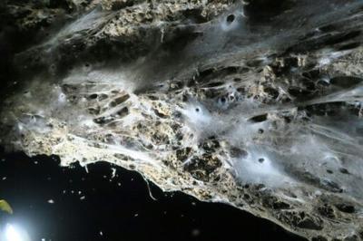 The web was discovered in a cave on the border of Greece and Albania