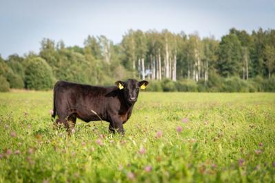 Cow stock image