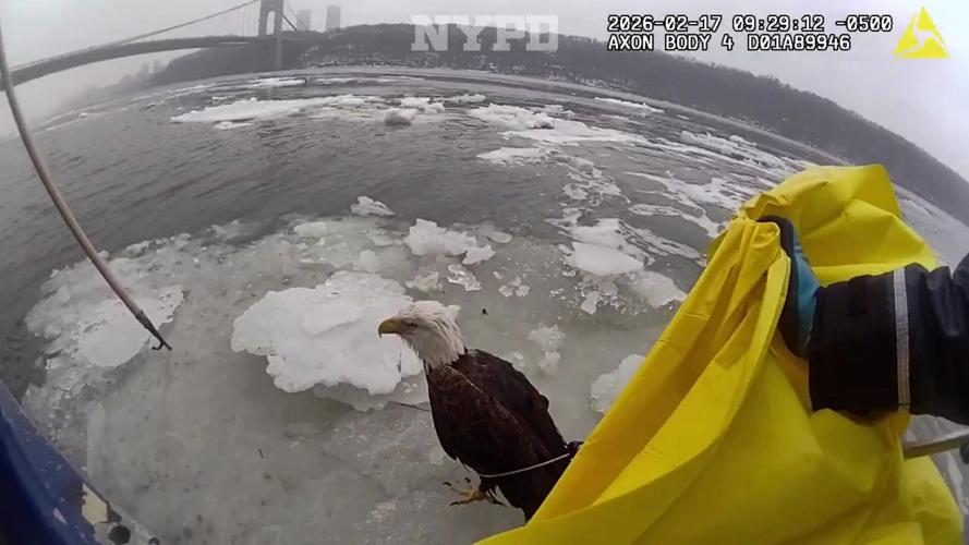 Eagle-eyed cops save stranded bird on icy river