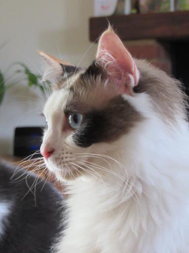 Cats could hold key to curing breast cancer and other deadly forms of the disease