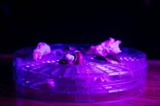 Legalizing magic mushrooms under Trump? Psychedelic fans remain skeptical