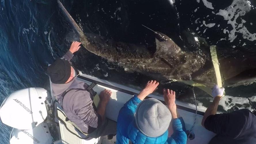 9-ft great white shark Brass Bed spotted off Florida coast