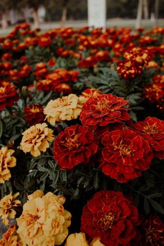 Year-round care and maintenance for perennials