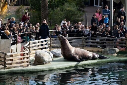French marine park closes over law banning killer whale shows
