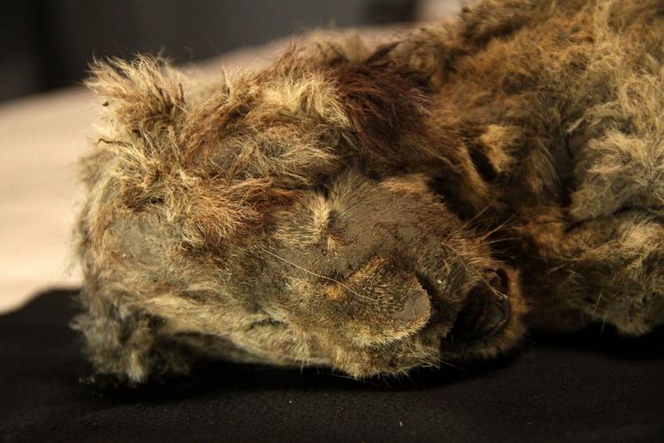 Extinct lion species interbred with its modern cousins, suggests new study