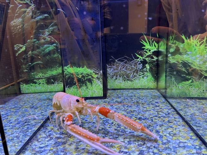 Painkillers work for lobsters too, reveals new research