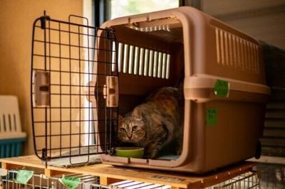 Chronic kidney disease is common among older cats, affecting up to 40 percent of felines aged more than 10, and 80 percent of those over 15