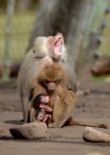 Alpha males are rare among our fellow primates: scientists