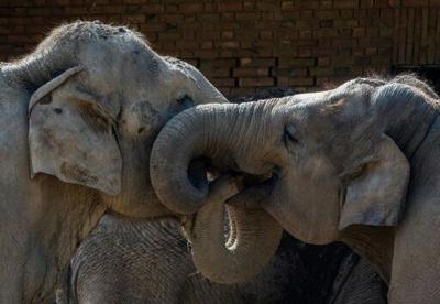 The whiskers on the trunks of elephants have unique properties that grant them a highly evolved sense of touch