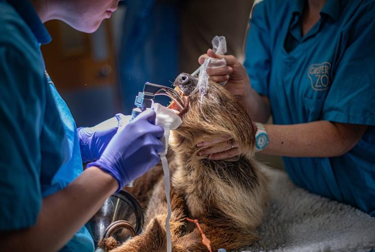 Rare sloth cured of toothache after pioneering dental surgery at zoo
