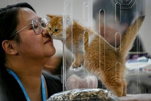 Off leash: China's pet industry shines in ailing economy