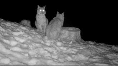 Kids name three lynx rescued after being illegally released