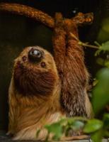 Rare sloth cured of toothache after pioneering dental surgery at zoo