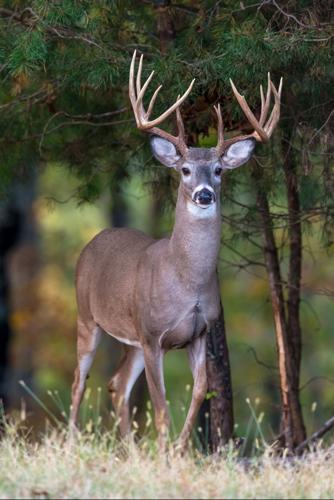 First case of Chronic Wasting Disease found in Alabama
