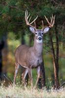 First case of Chronic Wasting Disease found in Alabama