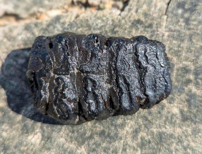 Jogger finds rare 80,000-year-old baby mammoth tooth on morning beach run