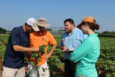 People in cotton field