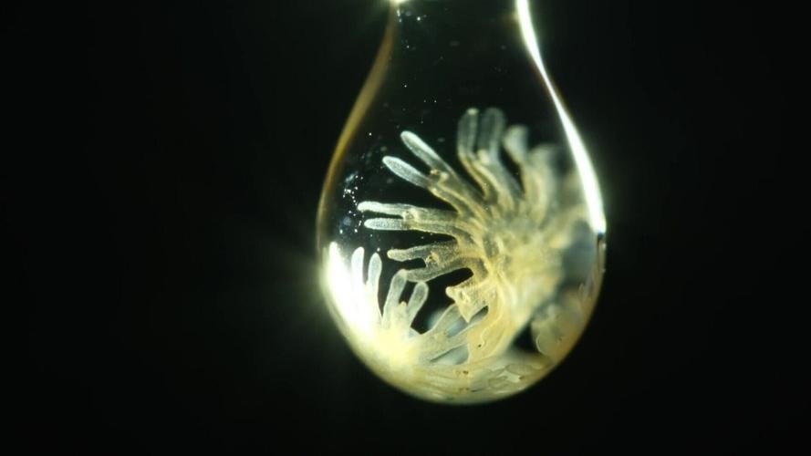 Nikon Small World video contest spans colourful sea slugs to medical imaging