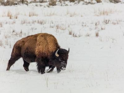 Chance to hunt bison on Blackfeet Reservation opens to all with lottery