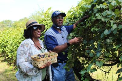 Local growers offer ‘U-Pick’ experiences during COVID