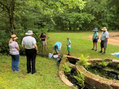 If Bugs Could Talk at Old Cahawba