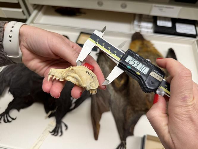 The world’s biggest bats are shrinking, reveals new research