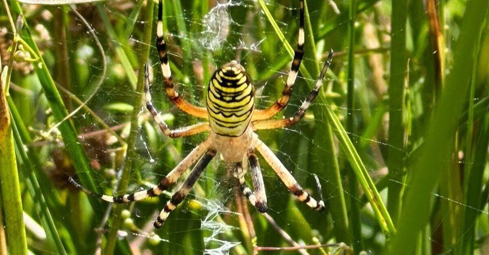 Wasp spider seen travelling north to Cheshire in UK first