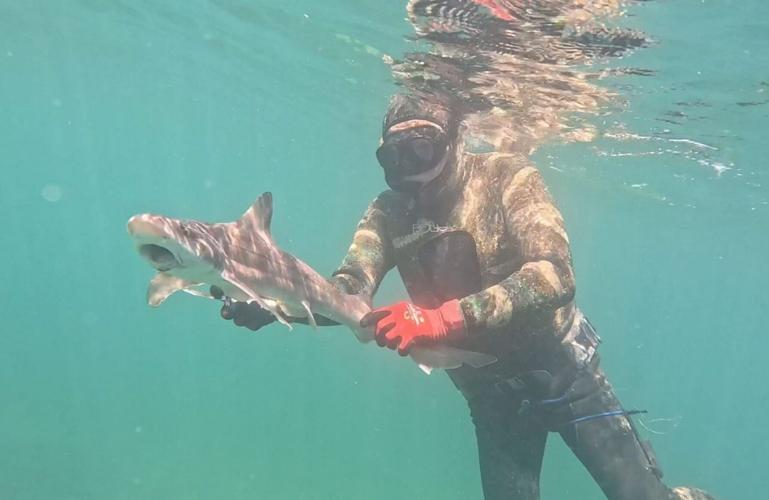 Watch divers save a shark’s life – after finding it stuck with hook in her mouth