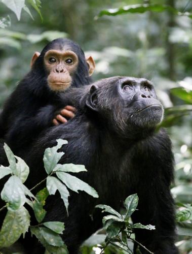 Chimps “engage in deadly battles with rival troops to raise reproductive success”