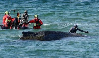 A humpback whale stranded on a sandbank off Germany's Baltic coast had freed itself -- before becoming stranded again