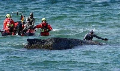 Divers try to help the whale free itself on March 26, 2026